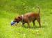 Berka a balon