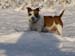 Sn�hov� koule