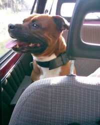 Tom� - Albi